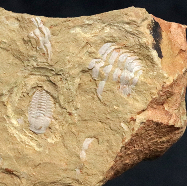 ベリーレア!最古の三葉虫の一つ!カンブリア紀前期の地層から採集された珍しい三葉虫の一つ、パラエオレヌス(Palaeolenus lanlenoisi)の化石。同時代の別種も!(その2)