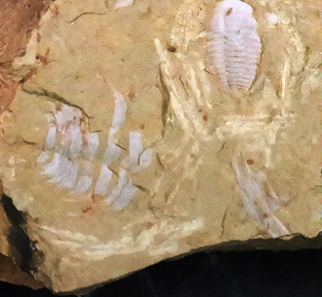 ベリーレア!最古の三葉虫の一つ!カンブリア紀前期の地層から採集された珍しい三葉虫の一つ、パラエオレヌス(Palaeolenus lanlenoisi)の化石。同時代の別種も!(その4)