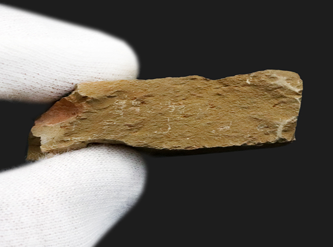 ベリーレア!最古の三葉虫の一つ!カンブリア紀前期の地層から採集された珍しい三葉虫の一つ、パラエオレヌス(Palaeolenus lanlenoisi)の化石。同時代の別種も!(その6)