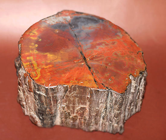 ザ・グレートワン！極上の朱、珪化木のブランド産地アリゾナが産んだ芸術的標本/中生代三畳紀（2億5100万 -- 1億9500万年前）【ot1120】