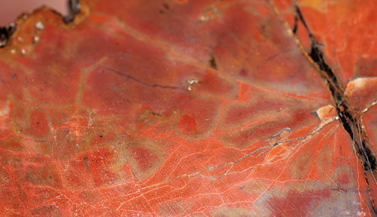 ザ・グレートワン！極上の朱、珪化木のブランド産地アリゾナが産んだ芸術的標本（その10）