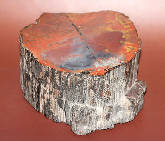 ザ・グレートワン！極上の朱、珪化木のブランド産地アリゾナが産んだ芸術的標本（その2）