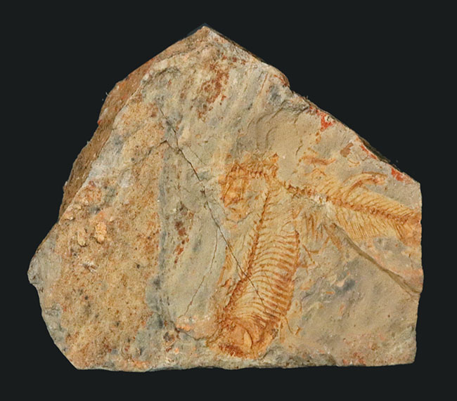 レアな国産魚標本。絶滅古代魚、白亜紀北九州で採集されたディプロミスタス（Diplomystus）の化石（その1）