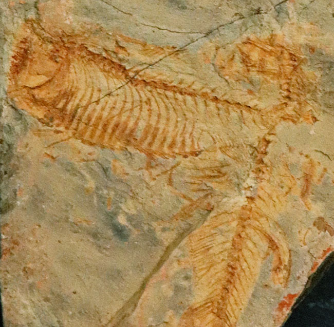 レアな国産魚標本。絶滅古代魚、白亜紀北九州で採集されたディプロミスタス(Diplomystus)の化石(その3)