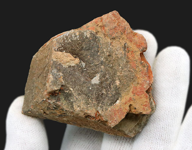 レアな国産魚標本。絶滅古代魚、白亜紀北九州で採集されたディプロミスタス（Diplomystus）の化石（その4）