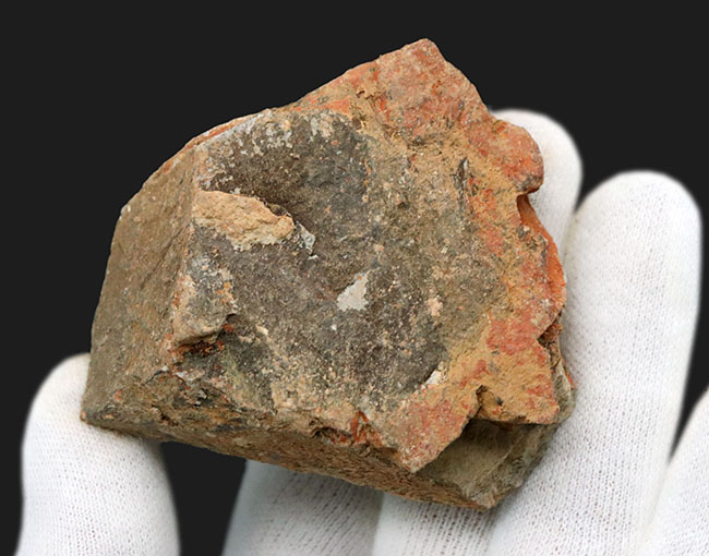 レアな国産魚標本。絶滅古代魚、白亜紀北九州で採集されたディプロミスタス(Diplomystus)の化石(その4)
