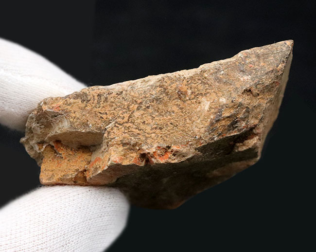 レアな国産魚標本。絶滅古代魚、白亜紀北九州で採集されたディプロミスタス（Diplomystus）の化石（その5）
