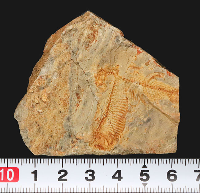 レアな国産魚標本。絶滅古代魚、白亜紀北九州で採集されたディプロミスタス（Diplomystus）の化石（その6）