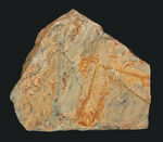 レアな国産魚標本。絶滅古代魚、白亜紀北九州で採集されたディプロミスタス（Diplomystus）の化石