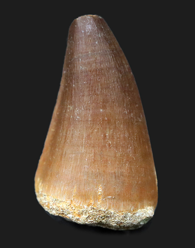 保存状態良好、白亜紀後期の海のキング、海生爬虫類、モササウルス(Mosasaurus)類の歯化石(その1)
