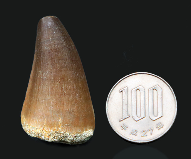 保存状態良好、白亜紀後期の海のキング、海生爬虫類、モササウルス(Mosasaurus)類の歯化石(その11)