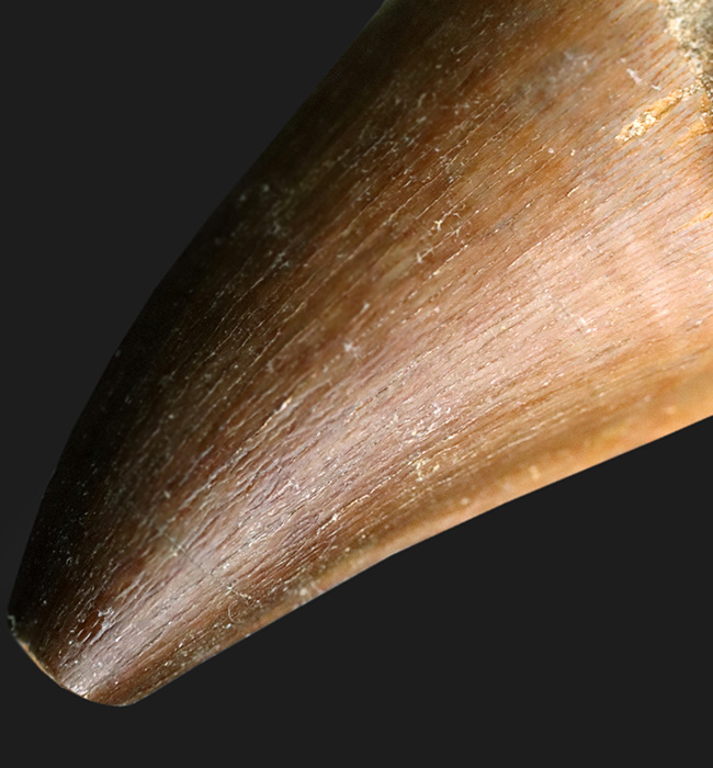 保存状態良好、白亜紀後期の海のキング、海生爬虫類、モササウルス(Mosasaurus)類の歯化石(その4)