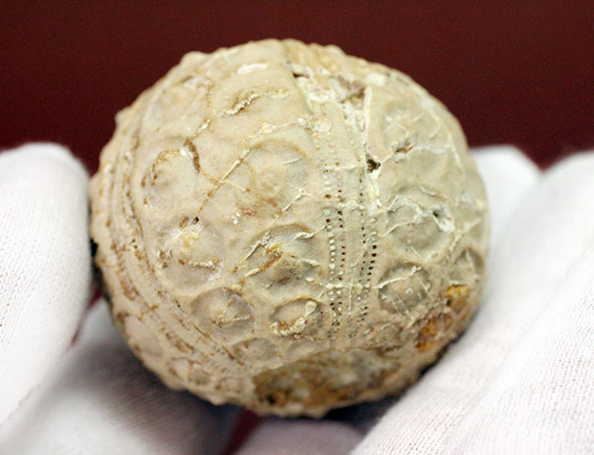 中生代白亜紀のウニ（Sea urchin）の化石。モロッコ産。（その3）