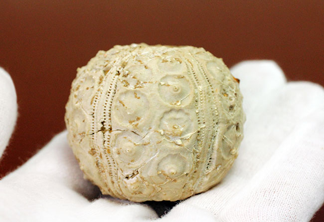 中生代白亜紀のウニ（Sea urchin）の化石。モロッコ産。（その6）