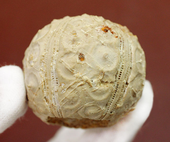 中生代白亜紀のウニ（Sea urchin）の化石。モロッコ産。（その8）