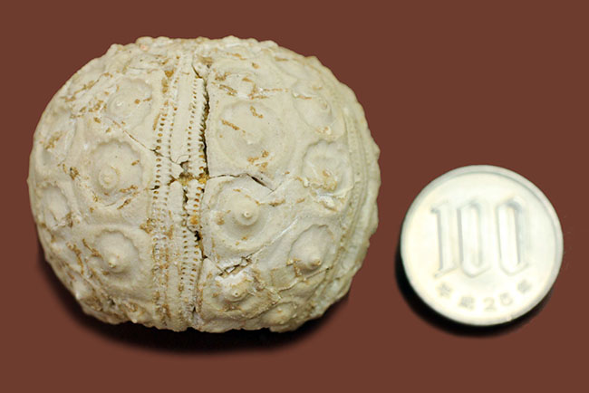 中生代白亜紀のウニ（Sea urchin）の化石。モロッコ産。（その9）
