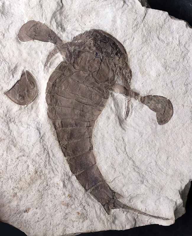 パーフェクトワン!最高の保存状態!よりレアなウクライナ産のウミサソリ、ユーリプテルス(Eurypterus tetragonophthalmus)(その1)