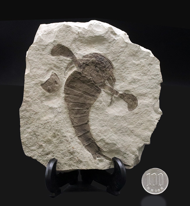 パーフェクトワン!最高の保存状態!よりレアなウクライナ産のウミサソリ、ユーリプテルス(Eurypterus tetragonophthalmus)(その11)