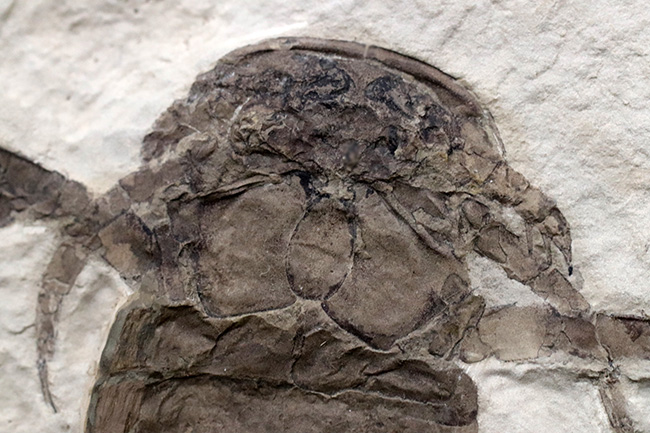 パーフェクトワン!最高の保存状態!よりレアなウクライナ産のウミサソリ、ユーリプテルス(Eurypterus tetragonophthalmus)(その4)