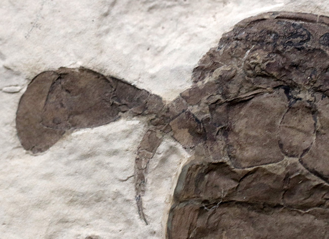 パーフェクトワン!最高の保存状態!よりレアなウクライナ産のウミサソリ、ユーリプテルス(Eurypterus tetragonophthalmus)(その5)