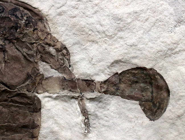 パーフェクトワン!最高の保存状態!よりレアなウクライナ産のウミサソリ、ユーリプテルス(Eurypterus tetragonophthalmus)(その6)