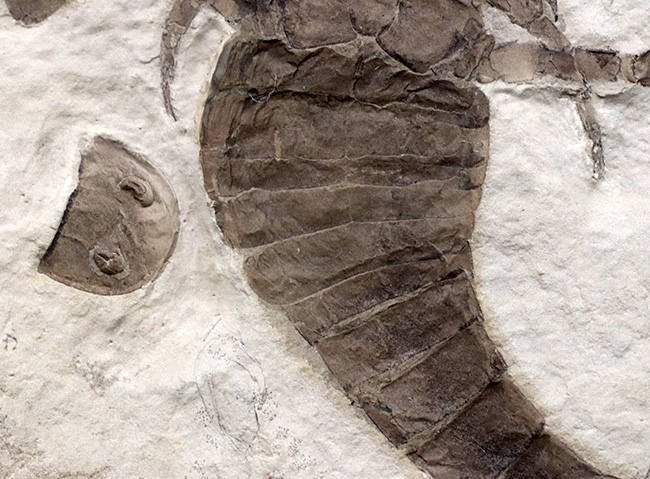 パーフェクトワン!最高の保存状態!よりレアなウクライナ産のウミサソリ、ユーリプテルス(Eurypterus tetragonophthalmus)(その7)