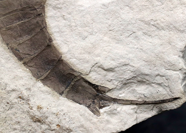パーフェクトワン!最高の保存状態!よりレアなウクライナ産のウミサソリ、ユーリプテルス(Eurypterus tetragonophthalmus)(その8)