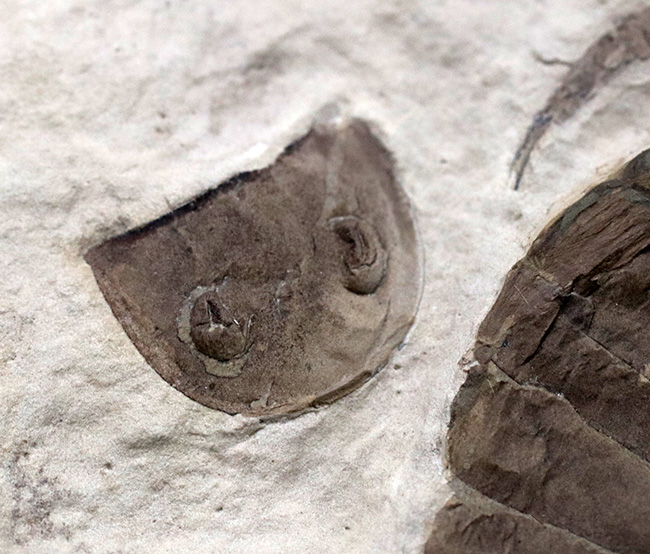 パーフェクトワン!最高の保存状態!よりレアなウクライナ産のウミサソリ、ユーリプテルス(Eurypterus tetragonophthalmus)(その9)