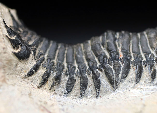 リーズナブルプライス！大きな頭鞍部が特徴的。人気の三葉虫、クロタロセファルス・ギブス（Crotalocephalus gibbus）の化石（その4）