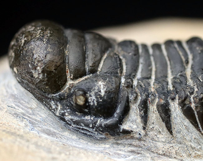 リーズナブルプライス！大きな頭鞍部が特徴的。人気の三葉虫、クロタロセファルス・ギブス（Crotalocephalus gibbus）の化石（その6）