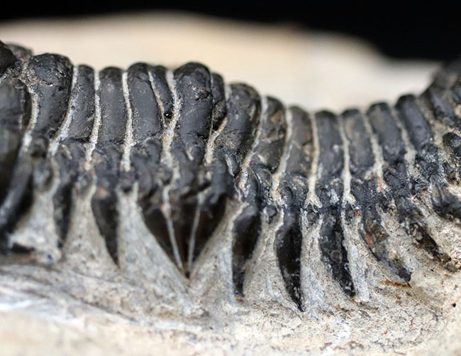 リーズナブルプライス！大きな頭鞍部が特徴的。人気の三葉虫、クロタロセファルス・ギブス（Crotalocephalus gibbus）の化石（その7）
