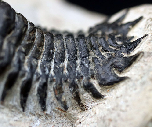 リーズナブルプライス！大きな頭鞍部が特徴的。人気の三葉虫、クロタロセファルス・ギブス（Crotalocephalus gibbus）の化石（その8）