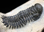 リーズナブルプライス！大きな頭鞍部が特徴的。人気の三葉虫、クロタロセファルス・ギブス（Crotalocephalus gibbus）の化石
