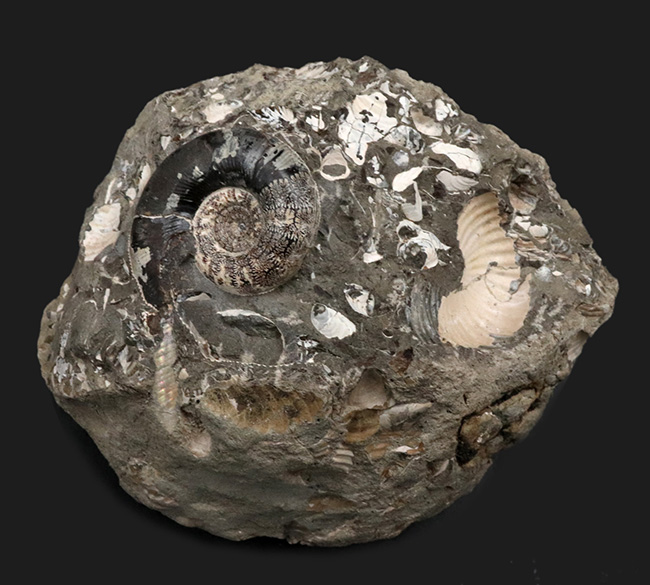 美品！北海道の白亜紀の地層を代表するアンモナイト、ゴードリセラス（Gaudryceras）を含む群集化石（その1）