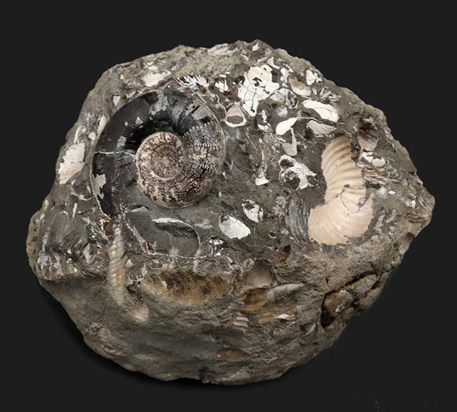 美品!北海道の白亜紀の地層を代表するアンモナイト、ゴードリセラス(Gaudryceras)を含む群集化石(その1)