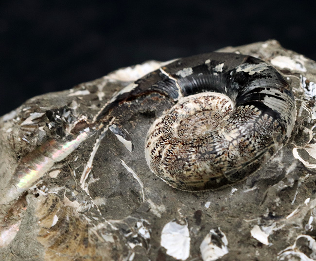 美品！北海道の白亜紀の地層を代表するアンモナイト、ゴードリセラス（Gaudryceras）を含む群集化石（その2）