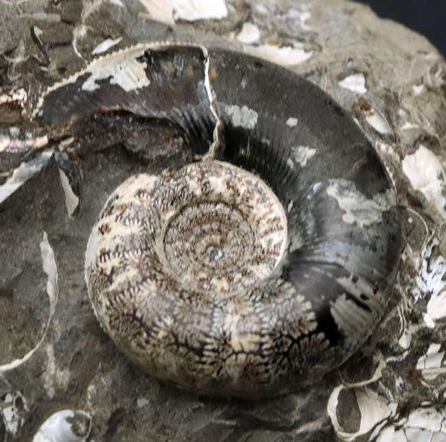 美品!北海道の白亜紀の地層を代表するアンモナイト、ゴードリセラス(Gaudryceras)を含む群集化石(その3)