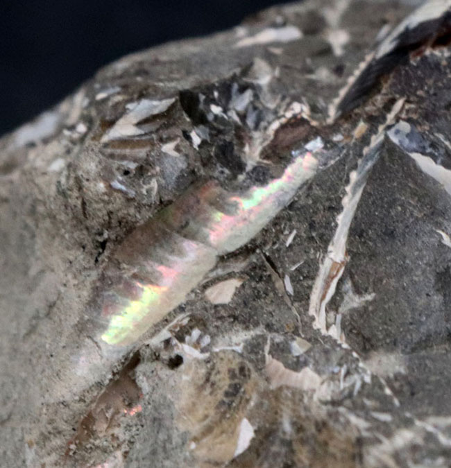 美品！北海道の白亜紀の地層を代表するアンモナイト、ゴードリセラス（Gaudryceras）を含む群集化石（その4）