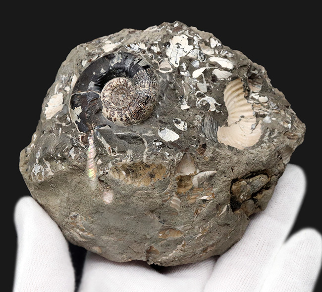 美品!北海道の白亜紀の地層を代表するアンモナイト、ゴードリセラス(Gaudryceras)を含む群集化石(その5)