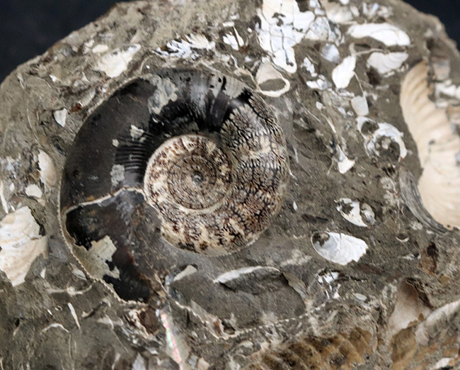 美品!北海道の白亜紀の地層を代表するアンモナイト、ゴードリセラス(Gaudryceras)を含む群集化石(その6)