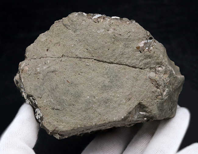美品!北海道の白亜紀の地層を代表するアンモナイト、ゴードリセラス(Gaudryceras)を含む群集化石(その7)
