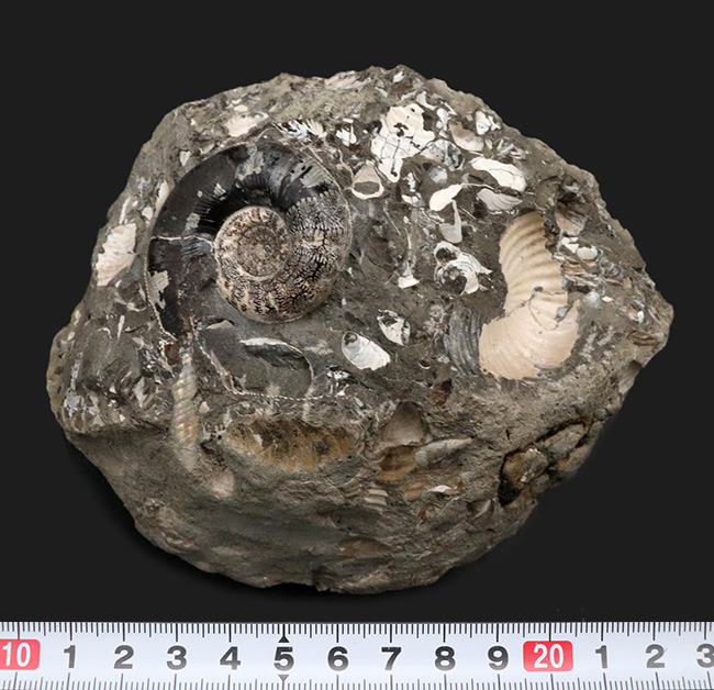 美品！北海道の白亜紀の地層を代表するアンモナイト、ゴードリセラス（Gaudryceras）を含む群集化石（その8）