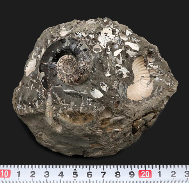 美品!北海道の白亜紀の地層を代表するアンモナイト、ゴードリセラス(Gaudryceras)を含む群集化石(その8)