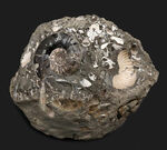 美品！北海道の白亜紀の地層を代表するアンモナイト、ゴードリセラス（Gaudryceras）を含む群集化石
