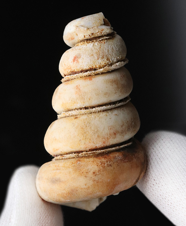 マニアックシリーズ！岐阜県瑞穂層群より採集された１８００万年前の巻き貝、ビカリエラの上質化石（Vicaryella）（その1）