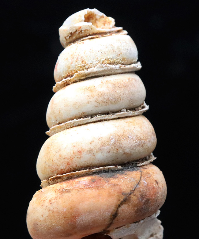 マニアックシリーズ！岐阜県瑞穂層群より採集された１８００万年前の巻き貝、ビカリエラの上質化石（Vicaryella）（その2）