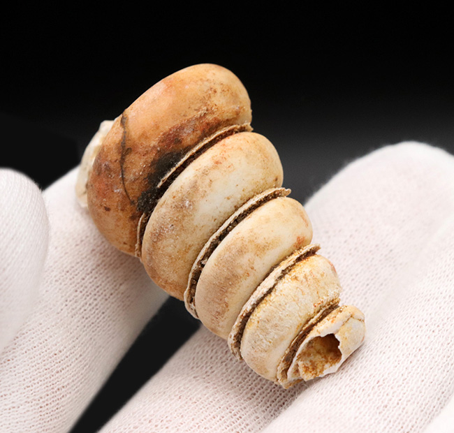 マニアックシリーズ！岐阜県瑞穂層群より採集された１８００万年前の巻き貝、ビカリエラの上質化石（Vicaryella）（その3）