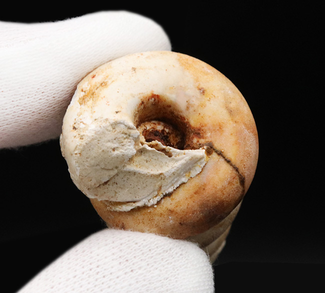マニアックシリーズ！岐阜県瑞穂層群より採集された１８００万年前の巻き貝、ビカリエラの上質化石（Vicaryella）（その4）
