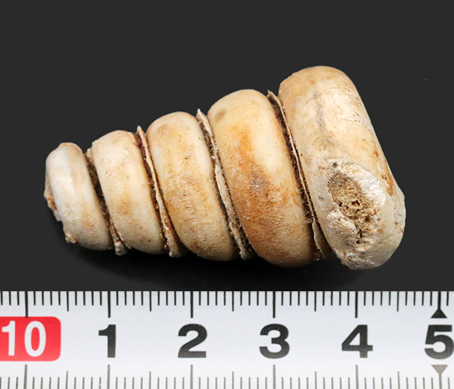 マニアックシリーズ！岐阜県瑞穂層群より採集された１８００万年前の巻き貝、ビカリエラの上質化石（Vicaryella）（その5）