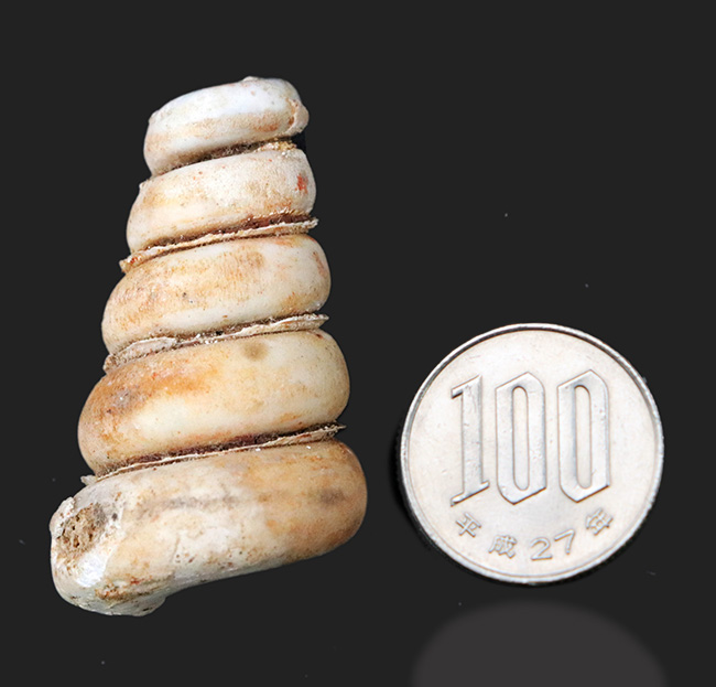マニアックシリーズ！岐阜県瑞穂層群より採集された１８００万年前の巻き貝、ビカリエラの上質化石（Vicaryella）（その6）